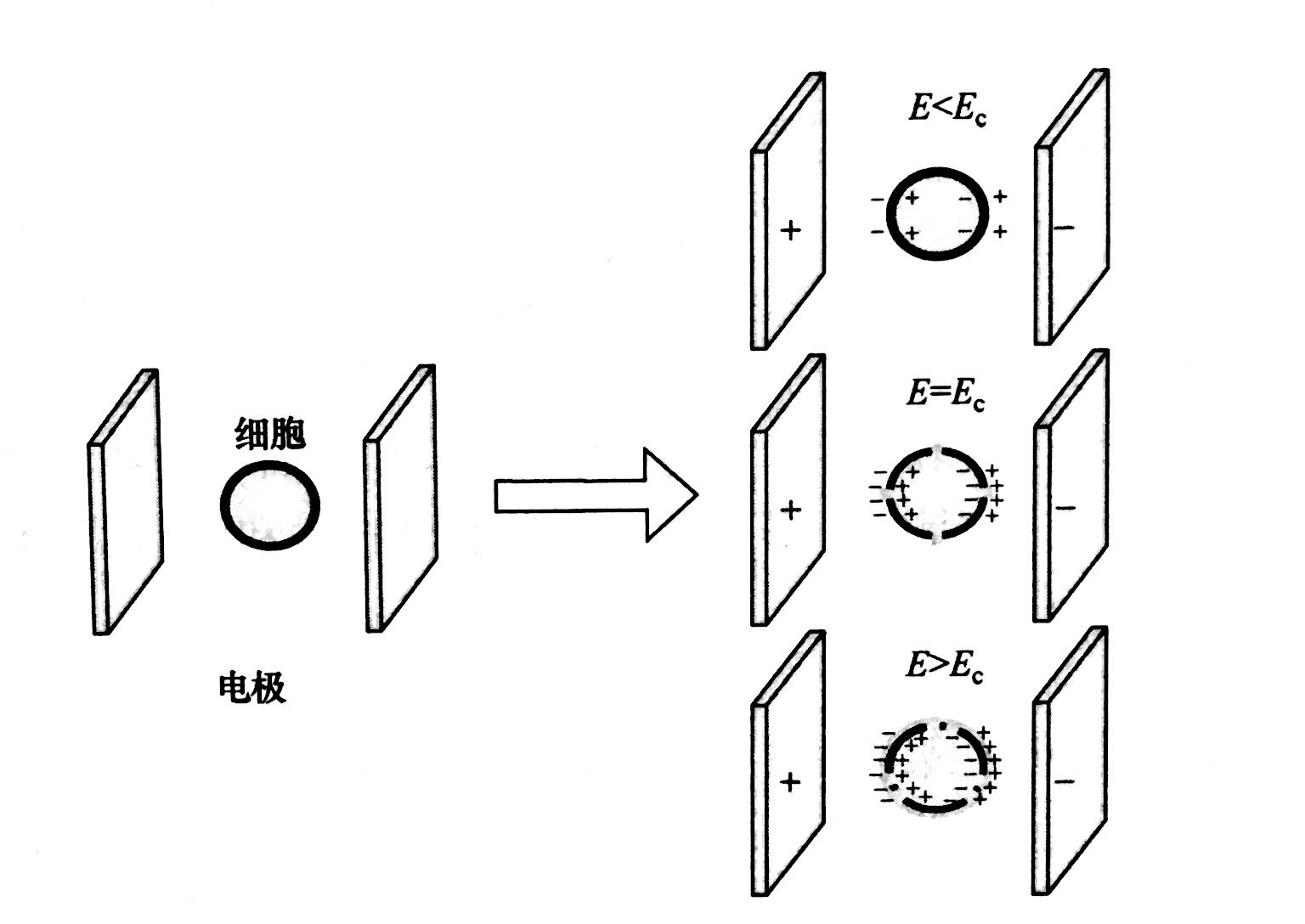 PEF等离子处理的基本原理和典型模型，玉米视频app下载链接等离子体清洗机介绍